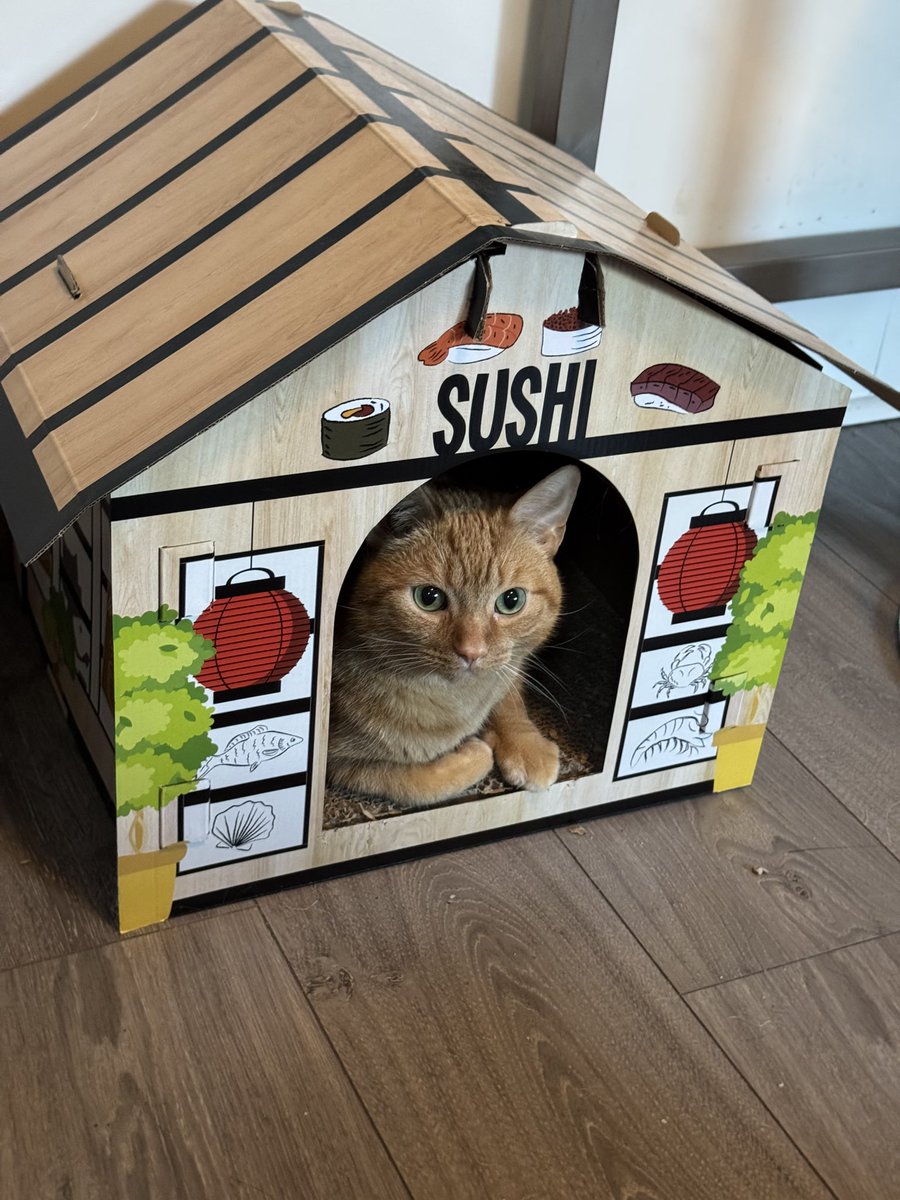 kobertthecat's tweet photo. yes ok i will tek ur orders now https://t.co/hALq9dQdBj