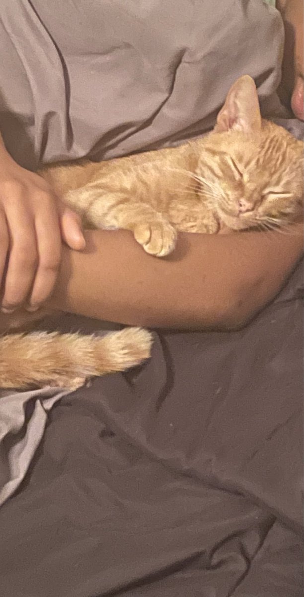 TRDreyford's tweet photo. Images of my cat https://t.co/6t61IJ1kNb