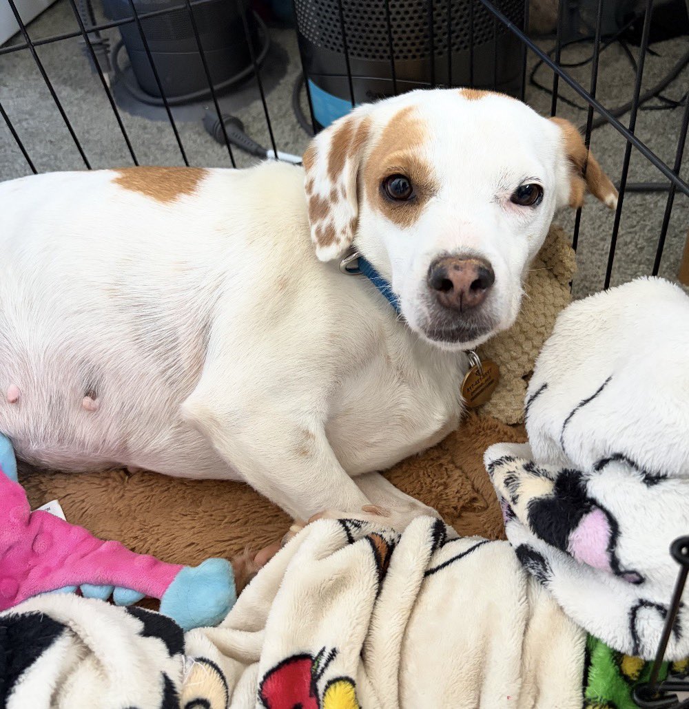 LolaPatolla's tweet photo. Little lemon beagle mix Latte (fka Dove) is looking for a new “lady-only” home. Unfortunately she hasn’t been able to be comfortable with the dad at her home or male visitors & to relieve her anxiety, a female home may be best.

So calling all gals!!! (Because Latte has decided men are extra scary likely due to past abuse).

Latte is the kind of girl who makes you celebrate the tiniest victories—because for her, they aren’t tiny at all.
She is a completely sweet, gentle girl who has clearly learned that keeping her distance feels safest. She isn’t ready for cuddles or affection yet. She doesn’t want you right beside her—but she does want to know you’re there. 

Outside at night, she’ll explore a fenced yard  as long as she can see her person nearby. During the workday, she’s content to lie on her bed in the office while her foster works or has meetings. She’s learning that sharing space with a human can be safe.

And every so often, we get a glimpse of the dog hiding underneath all that fear.

She LOVES being outside, sniffing, exploring and digging. She’ll secretly play with her squeaky toys when she thinks nobody is watching. She thinks a snuffle mat filled with breakfast is fantastic, and treats are definitely one of the better things humans have invented.

She’s also apparently decided that horses are highly suspicious creatures. When one appeared on TV, Latte suddenly came alive—standing up, staring at the screen, fur raised, growling and barking. She spent the rest of the evening keeping one eye on the television just in case those horses came back. 😂

Latte thrives on routine and predictability. She sleeps quietly through the night in her crate, eats well and views her crate as her safe place. 

What Latte needs most isn’t someone determined to “fix” her. She needs someone willing to give her time.

A quiet, patient home where she can have a safe space of her own and learn at her own pace would be ideal. 

Latte has shown no aggression. When frightened, she retreats and submits. That’s why her adopter needs to understand fearful dogs and be willing to let trust come to them rather than forcing interaction.

Because underneath that scared little girl, her foster is already catching glimpses of someone else:

A silly girl. A playful girl. A curious girl. A happy girl.

She’s in there.

Latte just needs a patient person willing to give her the time, love and safety she needs to finally come out. ❤️