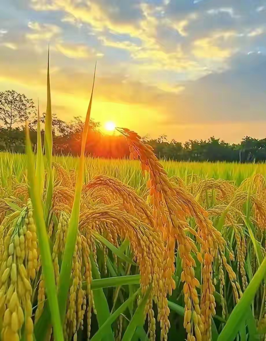 joyce_hoe70_4e5's tweet photo. A poetic moment by the rice paddy—grain swaying softly, a quiet kiss of golden harvest. https://t.co/cT0ltyzMlO