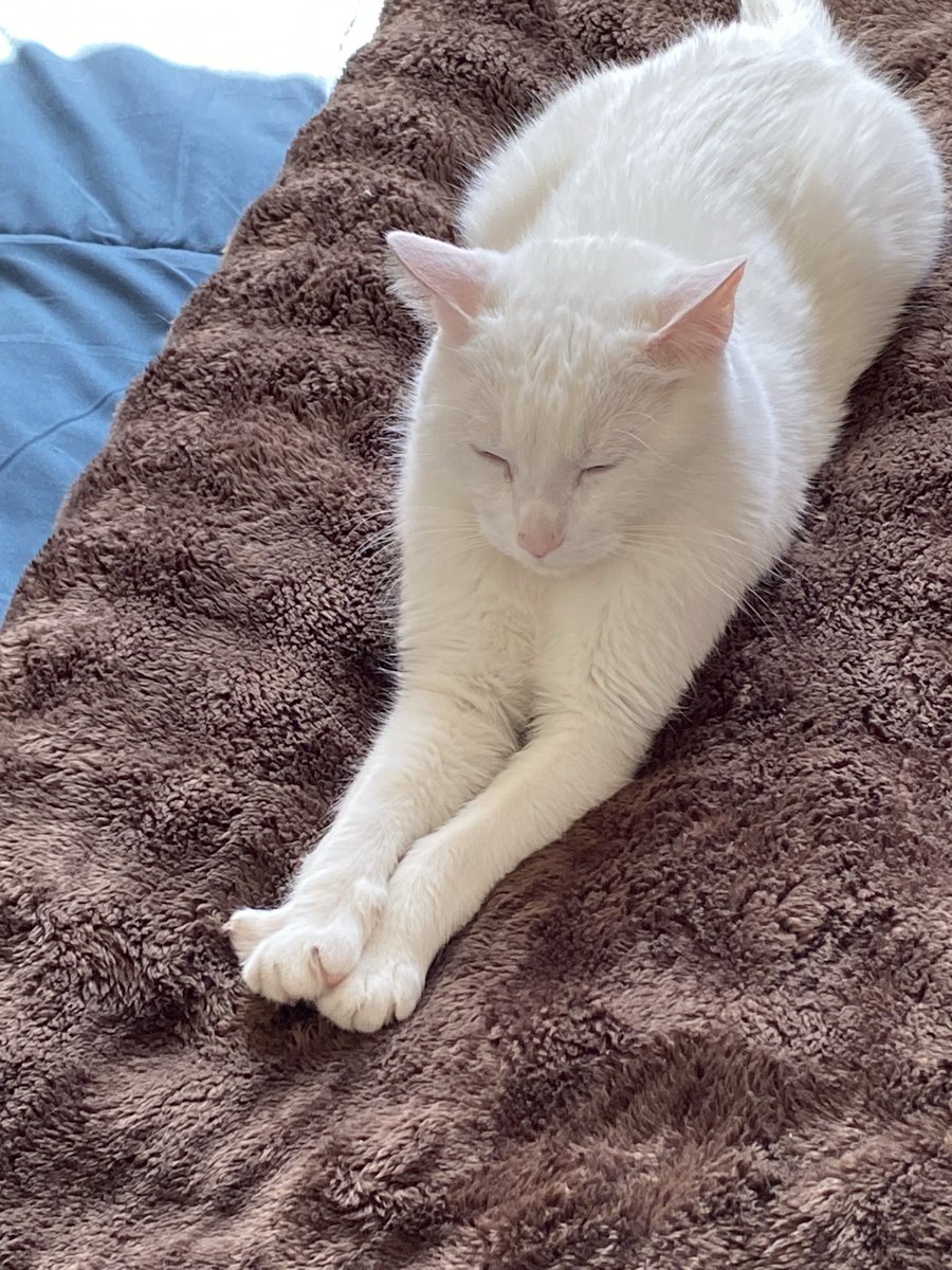 sofixaugust's tweet photo. @_lolabunny07 QUE HERMOSO, el mio tambien se llama Pepe 🥹, espero que haya saludo todo bien 🫶🏻 https://t.co/mfC4zs0nAE