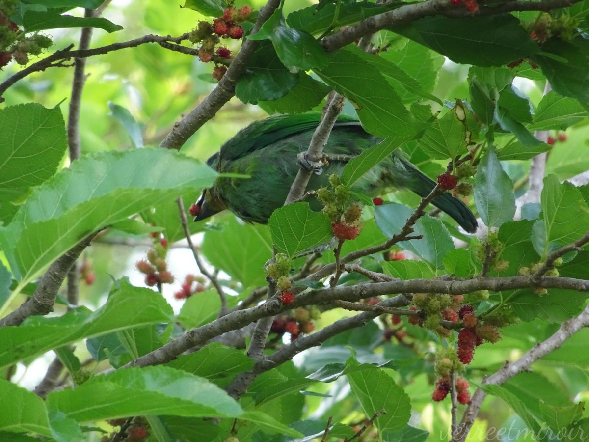 verreetmiroir's tweet photo. Although it's a juvenile Taiwan Barbet—a species endemic to Taiwan—its characteristic "five-colored" features are clearly visible. People are far more likely to hear its call than to catch a glimpse of the bird itself. I was excited to see it eating some Mulberries. 💚💙💛❤️🖤 https://t.co/3QlU3R8NIA