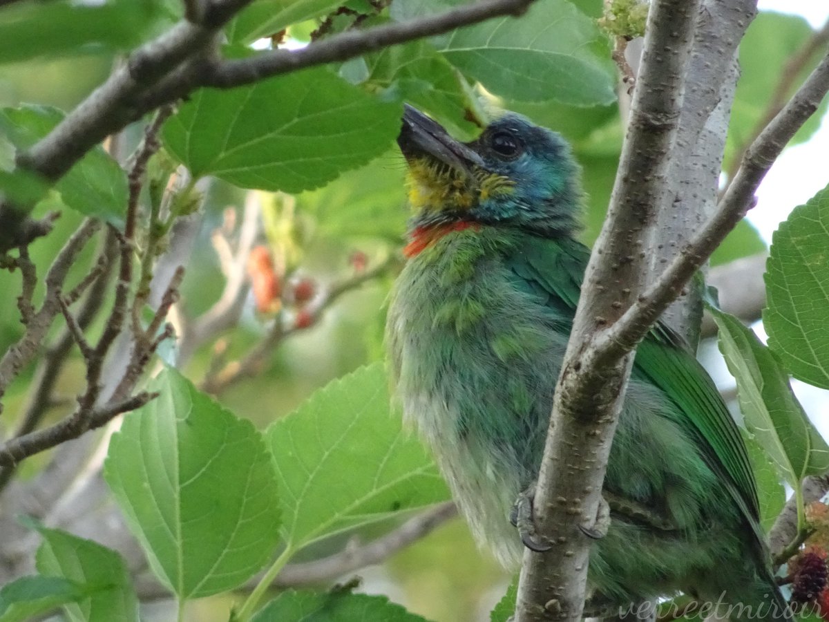 verreetmiroir's tweet photo. Although it's a juvenile Taiwan Barbet—a species endemic to Taiwan—its characteristic "five-colored" features are clearly visible. People are far more likely to hear its call than to catch a glimpse of the bird itself. I was excited to see it eating some Mulberries. 💚💙💛❤️🖤 https://t.co/3QlU3R8NIA