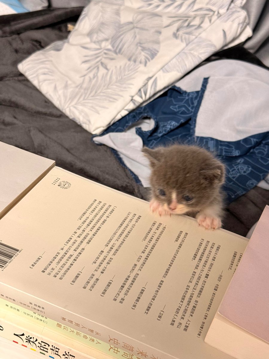 nocontextscats's tweet photo. super smol https://t.co/QGE4sjsfNn
