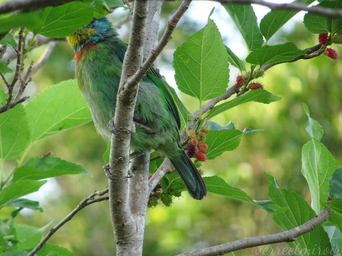 verreetmiroir's tweet photo. Although it's a juvenile Taiwan Barbet—a species endemic to Taiwan—its characteristic "five-colored" features are clearly visible. People are far more likely to hear its call than to catch a glimpse of the bird itself. I was excited to see it eating some Mulberries. 💚💙💛❤️🖤 https://t.co/3QlU3R8NIA