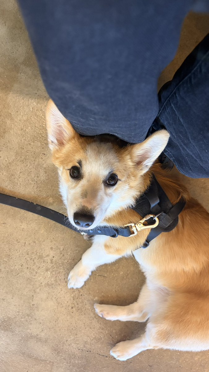 bugbeveragee_'s tweet photo. shout out to my fav mochi place for always having their lil dog named mochi there

highlight of my day every time https://t.co/hDuVFdPMRw