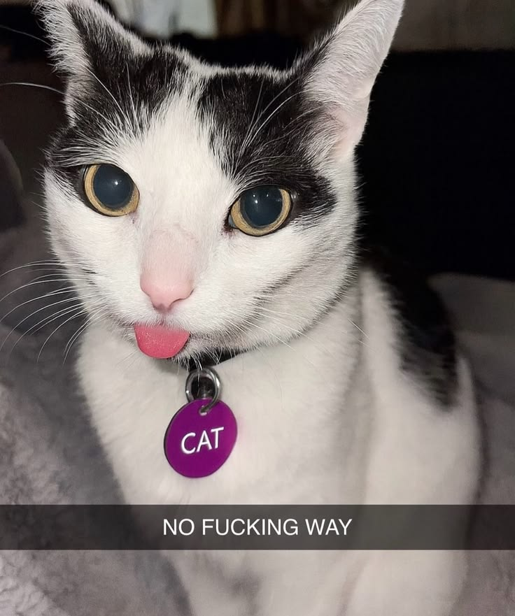 catblep tweet picture