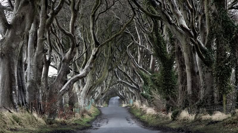 STWWMT's tweet photo. In Ireland, step into a fairytale at the enchanting Dark Hedges, where centuries-old beech trees create one of the country's most magical landscapes. Explore castles, villages, and the Causeway Coast! #Ireland #DarkHedges #CausewayCoast #VisitIreland https://t.co/pPsPO2aAg3