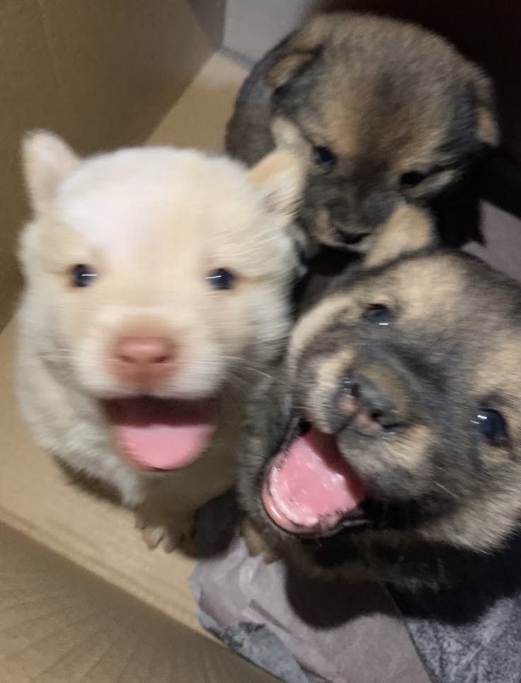 cutestpuppyy's tweet photo. https://t.co/jVQaJGvaKT