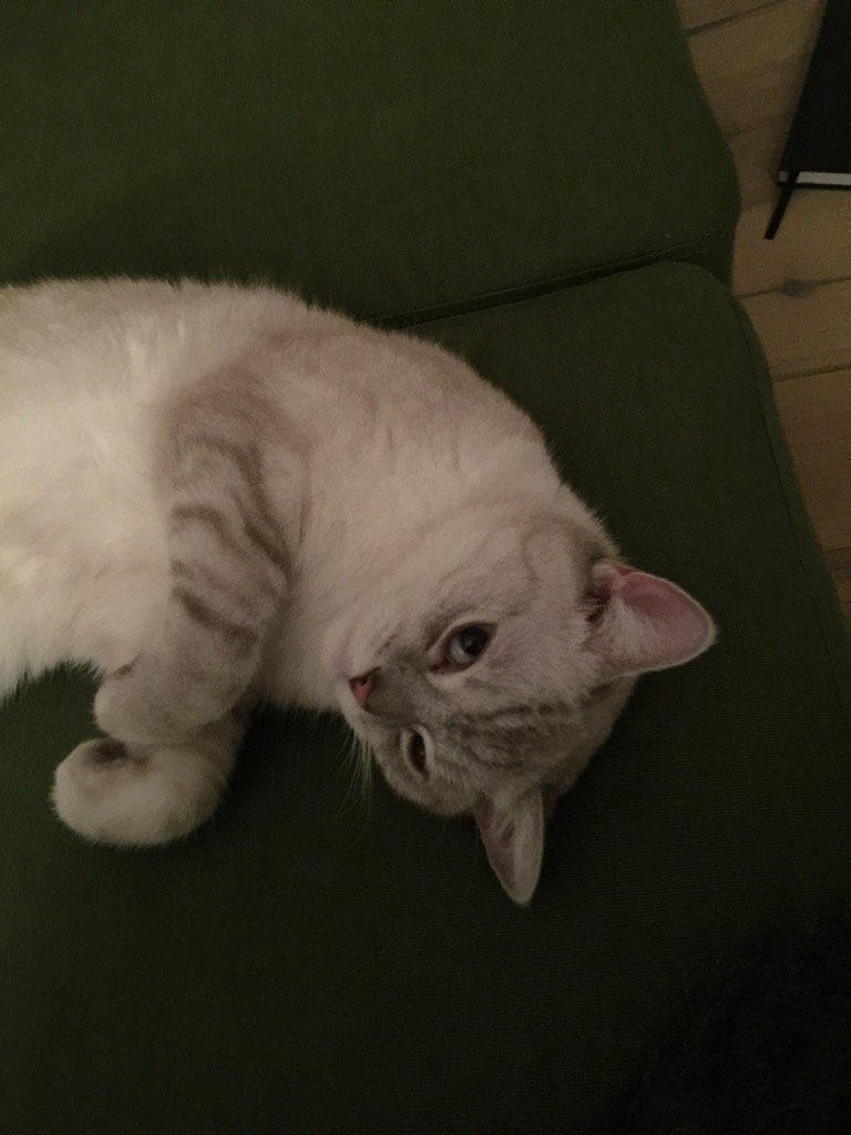 meowing_deer's tweet photo. i'm not parasocial enough to be nosy about mcr's families but i really wanna know how gerard's cats are doing 😖😖 https://t.co/CF3K1uEKqH