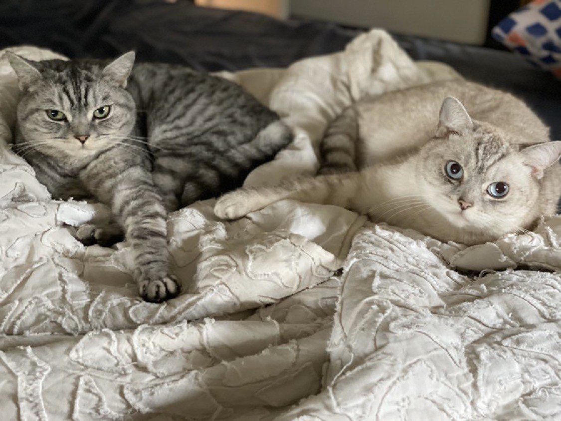 meowing_deer's tweet photo. i'm not parasocial enough to be nosy about mcr's families but i really wanna know how gerard's cats are doing 😖😖 https://t.co/CF3K1uEKqH