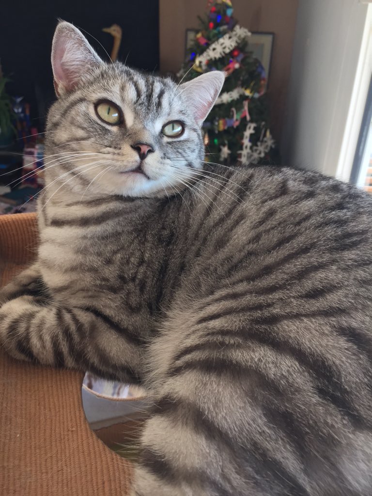 meowing_deer's tweet photo. i'm not parasocial enough to be nosy about mcr's families but i really wanna know how gerard's cats are doing 😖😖 https://t.co/CF3K1uEKqH