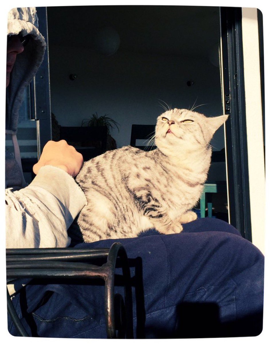 meowing_deer's tweet photo. i'm not parasocial enough to be nosy about mcr's families but i really wanna know how gerard's cats are doing 😖😖 https://t.co/CF3K1uEKqH