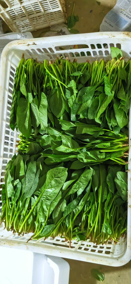 KennedyWargs's tweet photo. Esta espinaca fresca de mercado local es súper crujiente, sin partes marchitas y llena de sabor natural; perfecta para ensaladas o salteados super recomendada!， https://t.co/L5blyQP0BQ