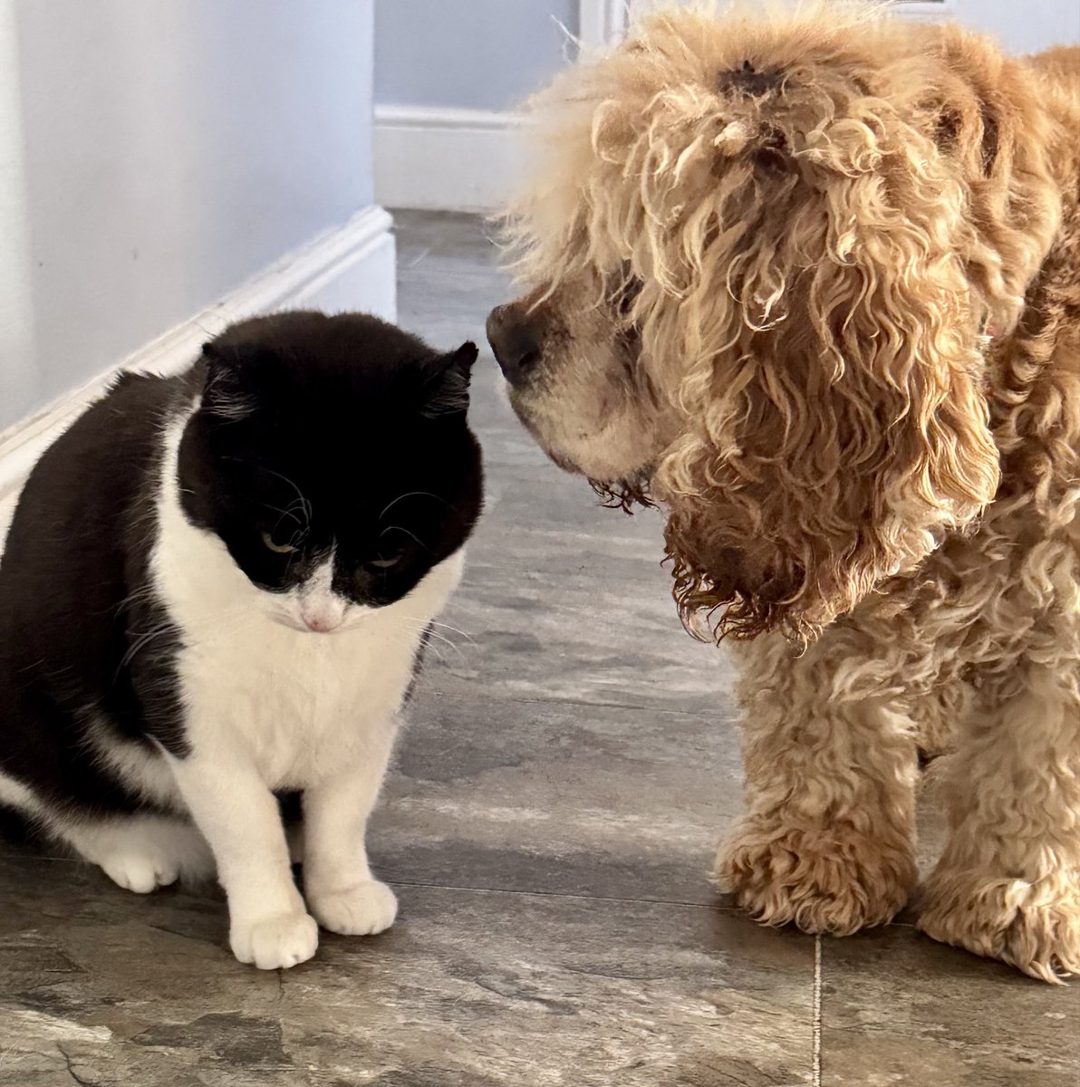 SpanielsSuper's tweet photo. I love you PussPuss β₯οΈ
Oh go away Isky π‘
Sorry PussPuss π₯Ίπ’
#JustTryingToBeNice https://t.co/QebBXCL4cv