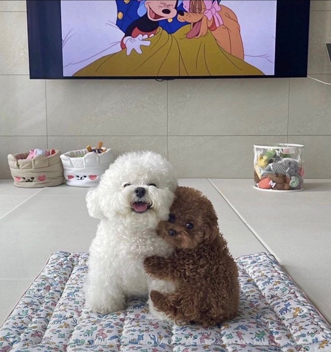 animal_kyawa_'s tweet photo. かわいい笑顔😊 https://t.co/kpGkuOEDiK