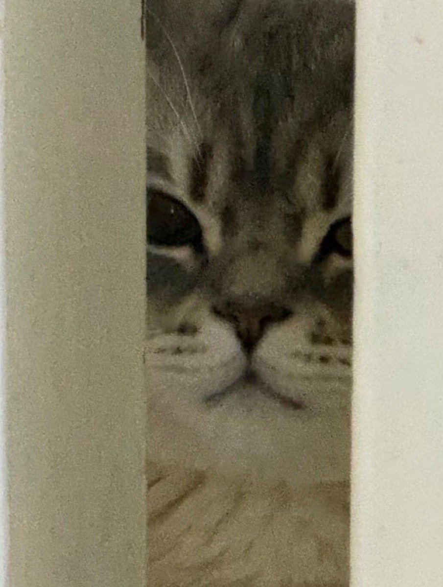 nocontextscats's tweet photo. Let me in 😡 https://t.co/xsvq5Ec5De