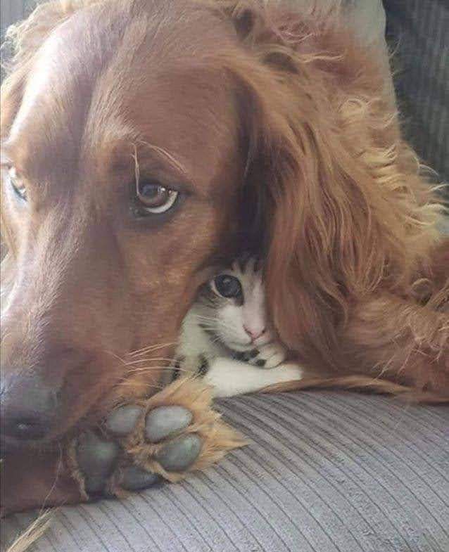 vivaneil1234's tweet photo. Leave a red heart♥️ if you think animals are the best kind of therapy.♥️ https://t.co/CCnKDNcZO3
