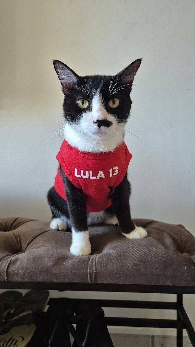 caiooh11's tweet photo. GATOS COM LULA ⭐️ https://t.co/FcUGc4Du6F