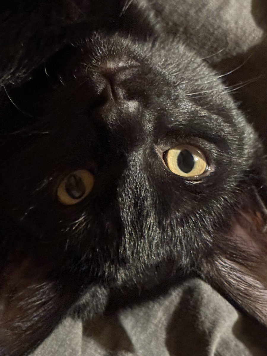 BillyLcc's tweet photo. @MyFeralNeighbor These 2 made sure of that 🐈‍⬛❤️ https://t.co/zyFB8io0du