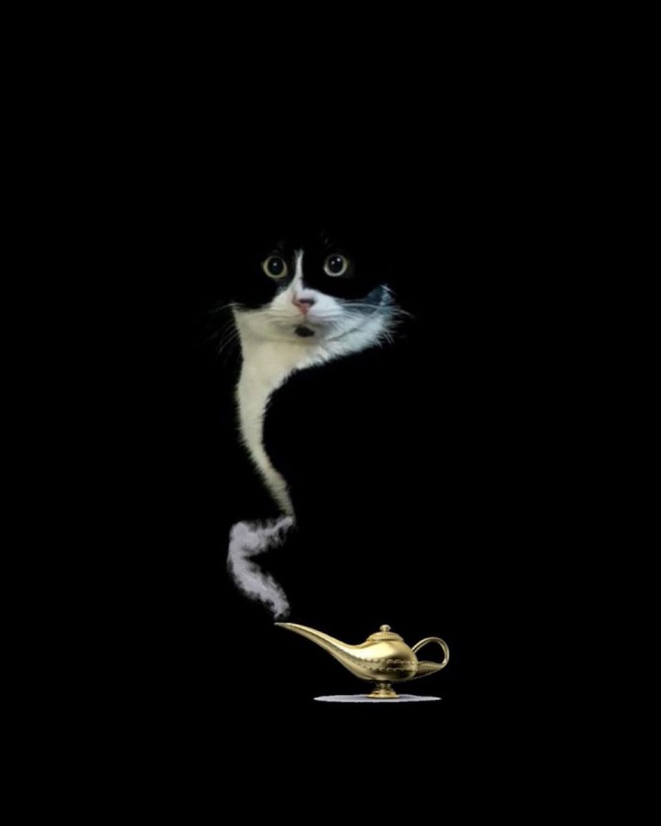 PunchingCat's tweet photo. https://t.co/uNFDPxWvhW