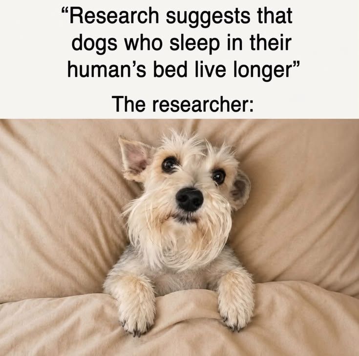 ShadowDogDesign's tweet photo. "Research suggests that #dogs who sleep in their human's bed live longer. The researcher: 🐾 🐾 🐶
#Dogs #Dog #FunnyDog #BestFriend #GoodDog #FaithfulFriend #LoveDogs #DogsAreLove https://t.co/fYWVig7iK5