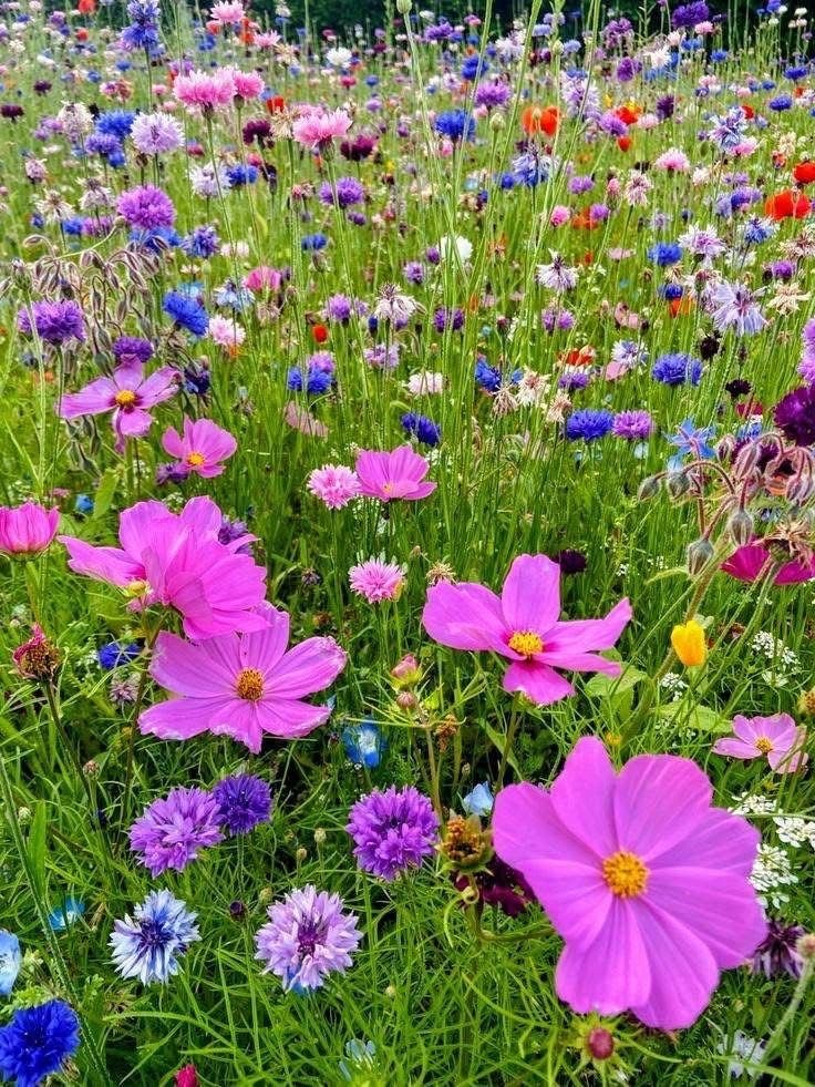 flowersworld298's tweet photo. https://t.co/mMtz1SfQKF