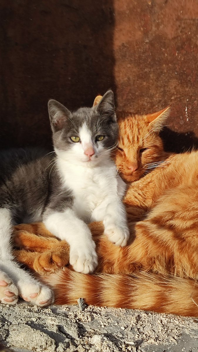 MhsgMv's tweet photo. The beginning of the week can be hard for many. We hope you enjoy this photo of two fur-babies cuddling.  

Photo: Gizem Gokce on Pexels https://t.co/9BhPK6Zvc6