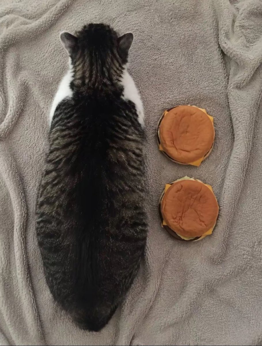 calmlivng's tweet photo. from 1 fries tall to more than 2 burgers 😭 https://t.co/4o5p9Ru7wa