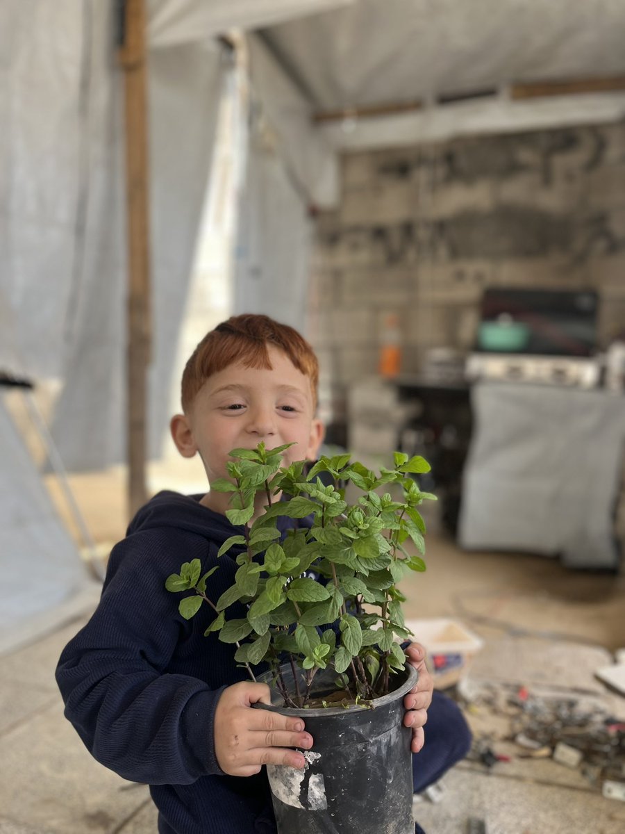 Amrogaza1's tweet photo. Amro and the mint he grew himself.🥹🌿 https://t.co/Dk6HI4zJkZ