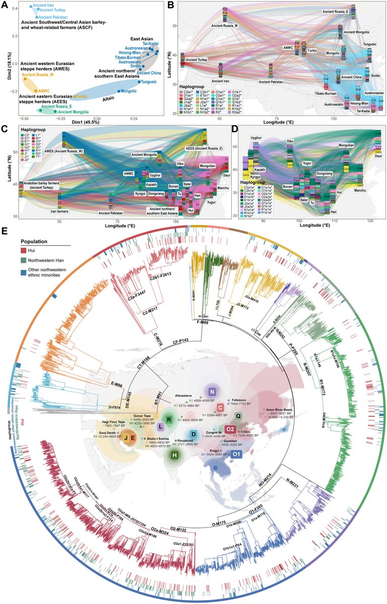 ScienceAdvances's tweet photo. A new analysis of a large-scale Y chromosome resource reveals how a pattern of multiple trans-Eurasian migrations shaped paternal diversity in Northwest China. https://t.co/GBQdPQxHl3 https://t.co/ej0FVMTN3k