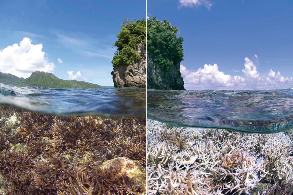 ECOWARRIORSS's tweet photo. Our dying ocean
 NOT AI 
A before  and after image  showing how rising sea temperatures  have bleached coral in American Samoa - Image credit: Ocean Image Bank https://t.co/XJMoeRTTGg