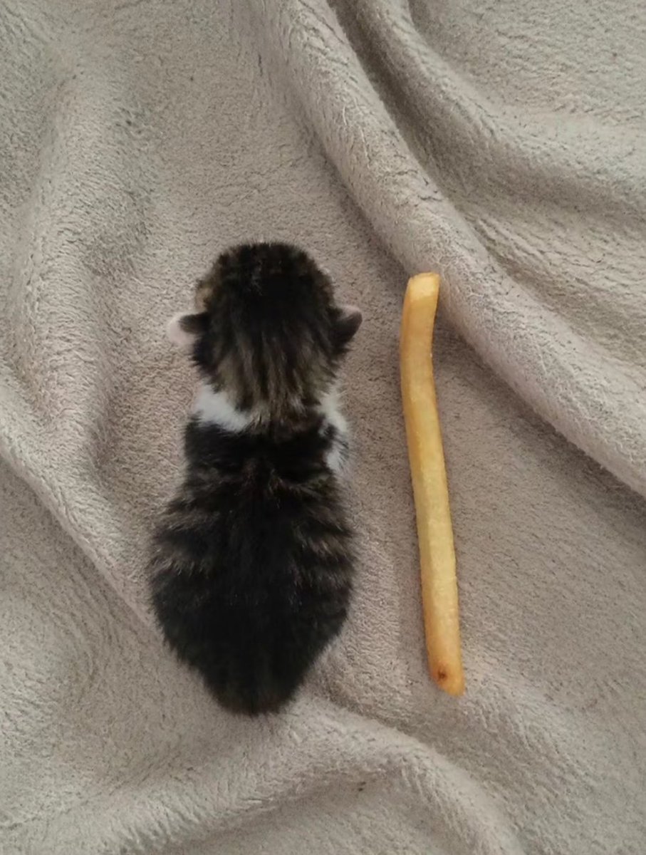 calmlivng's tweet photo. from 1 fries tall to more than 2 burgers 😭 https://t.co/4o5p9Ru7wa