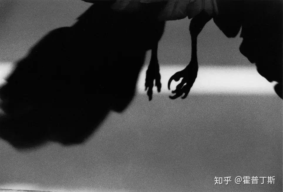 BarbaraHar1hd5's tweet photo. [Crows gather at the street corner, squatted by the food box, eating in a noisy rush]， https://t.co/msyd0hftzj