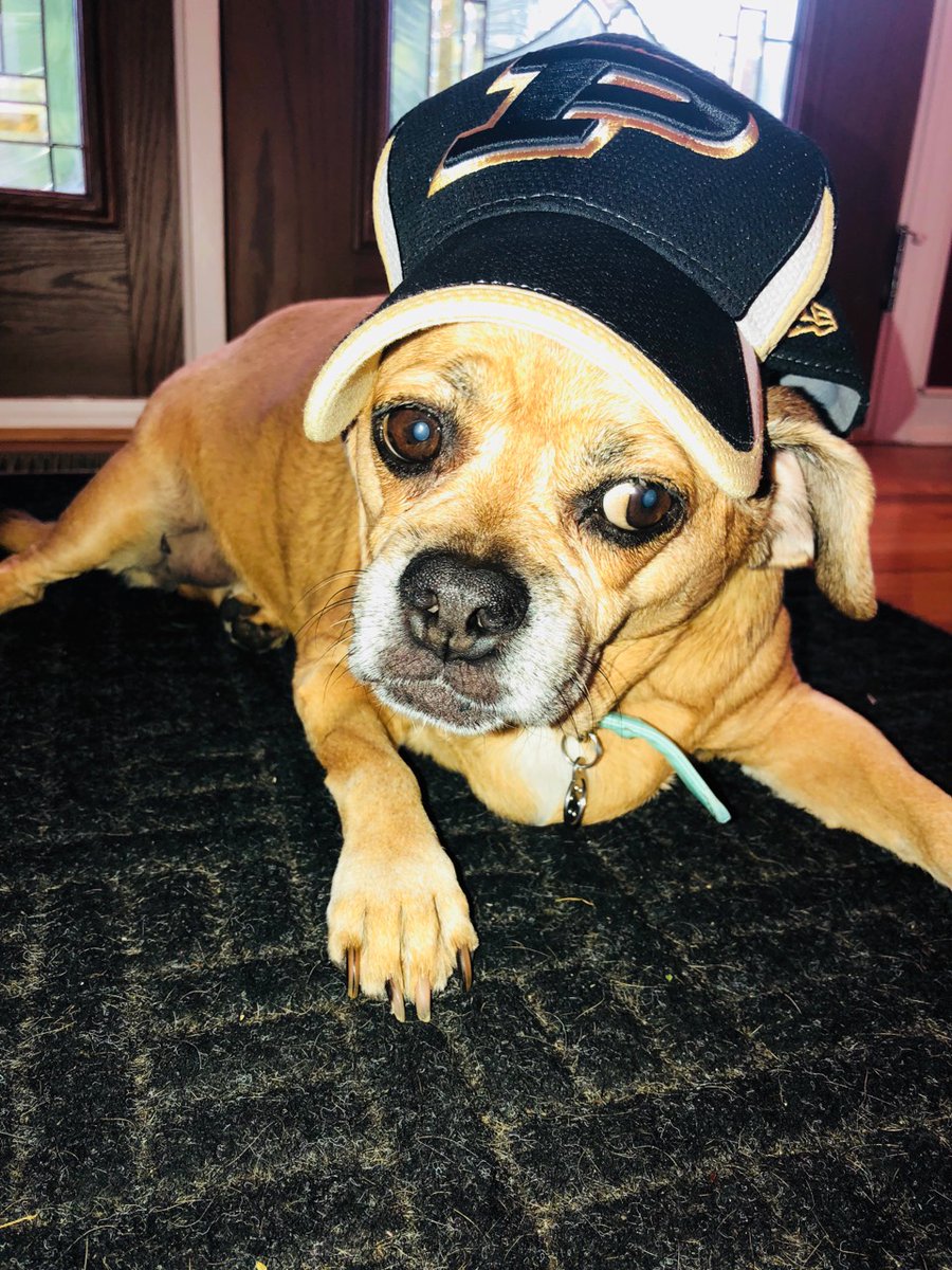 MarkKrockover's tweet photo. #GameDay #CollegeFootball #BoilerUp #HammerDown #BeatIllinois #BeatTheIllini #Gucci #Puggle #Dog #DogoftheDay @BoilerFootball @SRBoilermakers https://t.co/y4sgsJmDQu