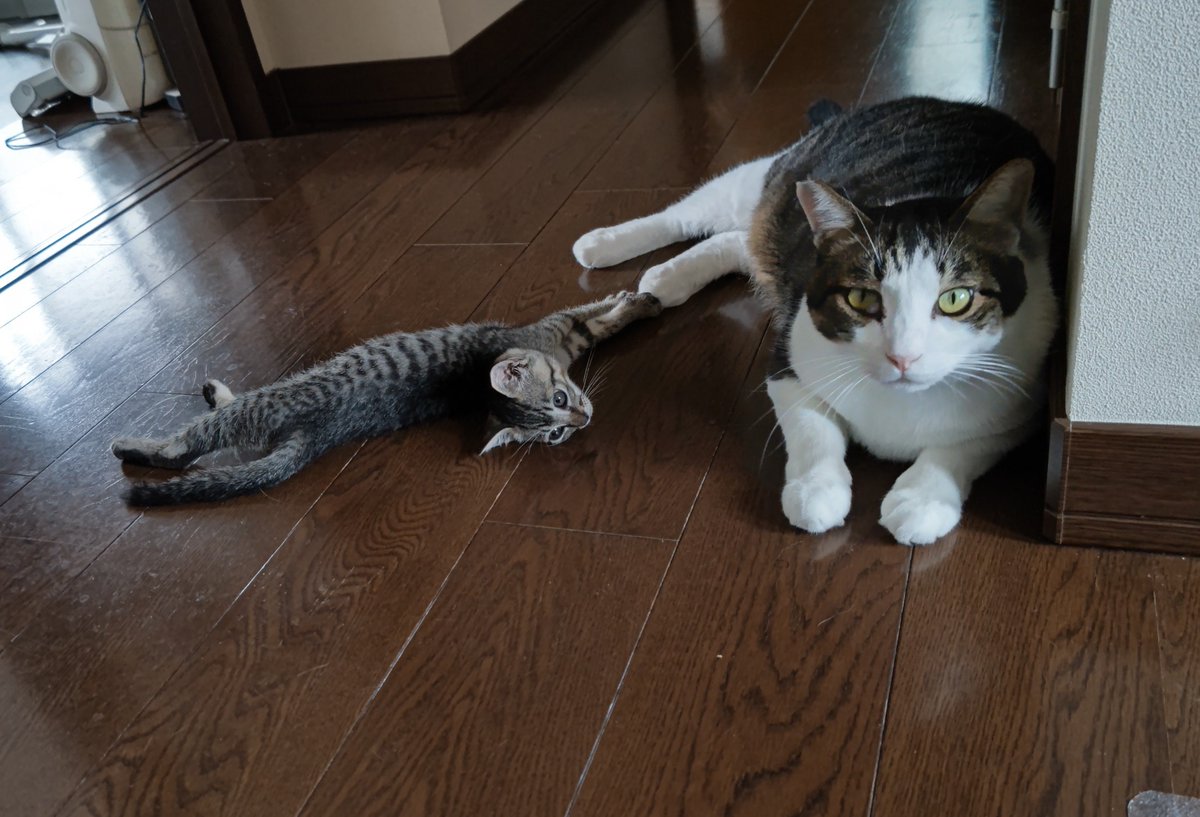 MichiruF's tweet photo. たった４年前は、おちび、こんなに小さかったんだなあ。今は、甘利兄さんをしっかりサポートできる、小さなにいやんになりました。
#N機関 #ちびすけ https://t.co/d20n5LFoQR