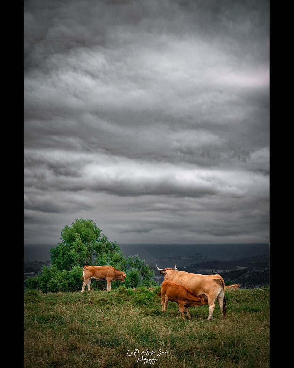 JBiebalicious's tweet photo. Bajo un cielo de plomo, Cantabria muestra su esencia salvaje: prados infinitos, ganado libre y árboles firmes ante el viento del norte. La belleza cotidiana vestida de épica. 2023, Nikon Z5 https://t.co/5XzWkKFZVv