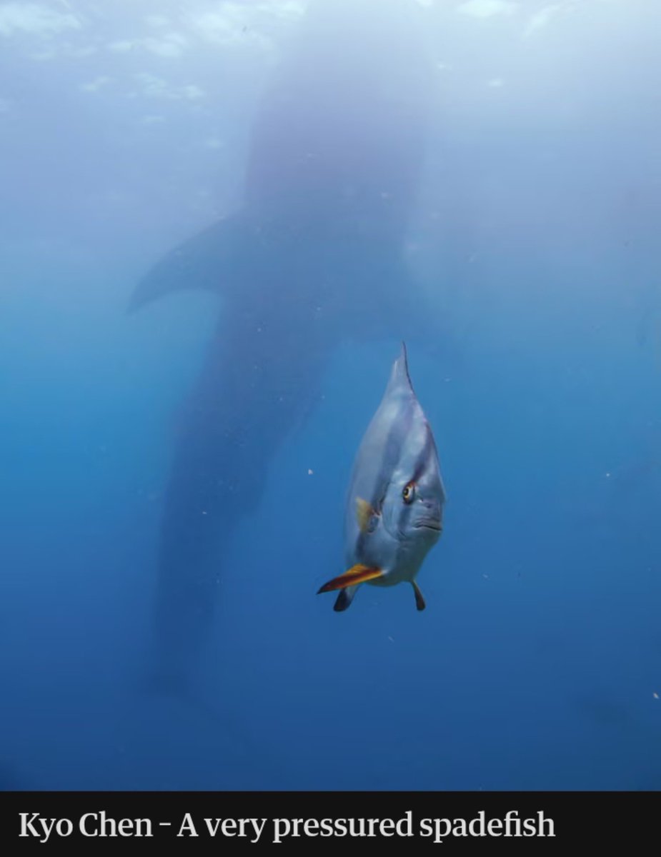 akunhewan's tweet photo. nikon baru saja mengumumkan finalis "comedy wildlife photography awards 2026"

habis cek foto2nya, banyak yg lucu 🤣

jagoin foto ikan gebel yg ekspresinya insecure diintai hiu, kasian tapi lucu 😭😹 https://t.co/ucgSPxUXHc