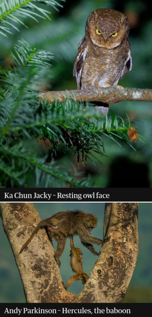 akunhewan's tweet photo. nikon baru saja mengumumkan finalis "comedy wildlife photography awards 2026"

habis cek foto2nya, banyak yg lucu 🤣

jagoin foto ikan gebel yg ekspresinya insecure diintai hiu, kasian tapi lucu 😭😹 https://t.co/ucgSPxUXHc