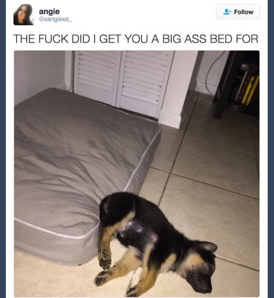 Ake0lu's tweet photo. making a pet neon in adopt me just for it to be ugly as shit https://t.co/63cN6WtWWj