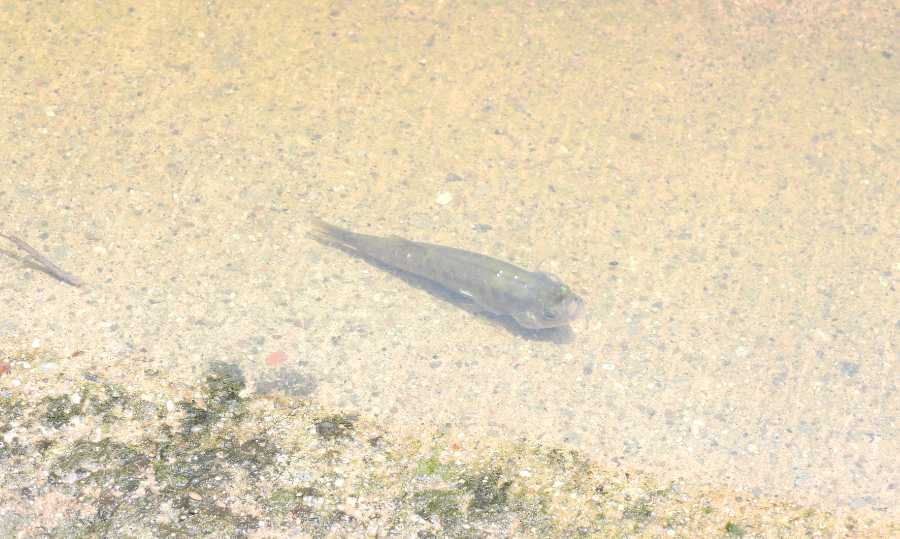 UNAM_MX's tweet photo. El Lago de Texcoco muestra señales de recuperación ecológica. Se ha detectado la presencia de mexclapique ('Girardinichthys viviparus'), un pez endémico del Valle de México catalogado como especie en peligro de extinción > https://t.co/3B3YVJbhdL https://t.co/ux3lo9DKwF