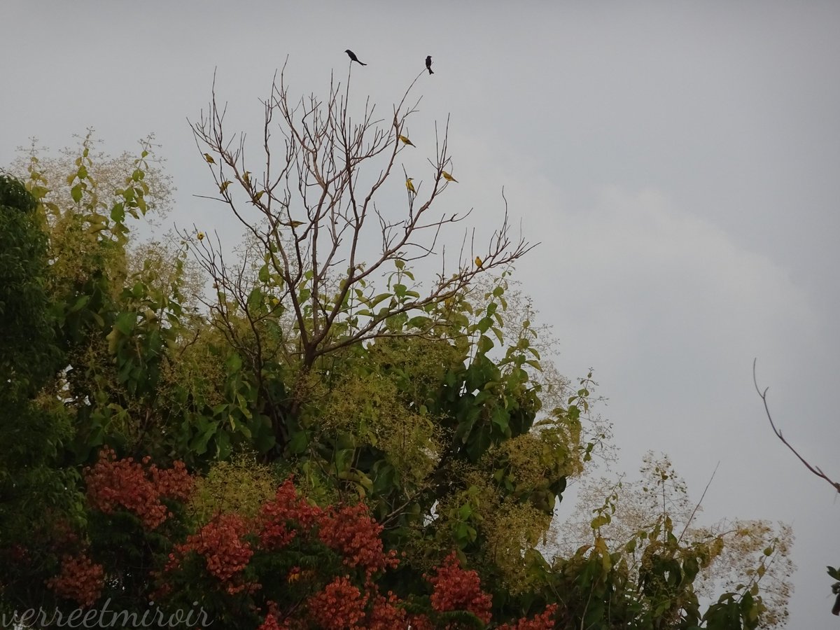 verreetmiroir's tweet photo. Trilling to see 12 Black-naped Orioles and 2 Black Drongos sharing the branches of Teak tree after sunset in Kaohsiung. I witnessed this moment alongside a 96-year-old birdwatcher in an electric wheelchair  🥹—even though I could barely understand what he was saying. 💛🖤💛🖤 https://t.co/avZp2NRgoX