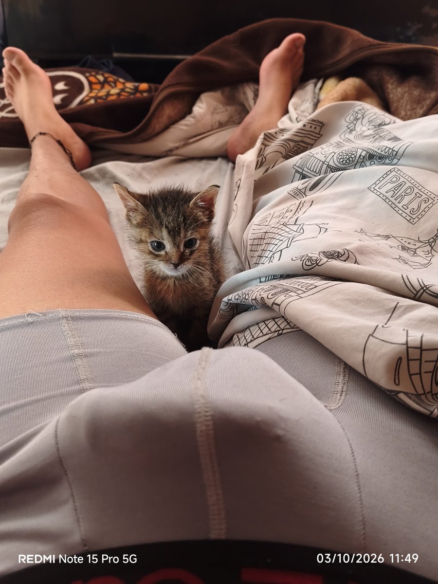 alexisdiverso96's tweet photo. Miren a mi gatito todo bonito 😍

#gato #mañana #despertando #chudai https://t.co/eJvVqJb37i