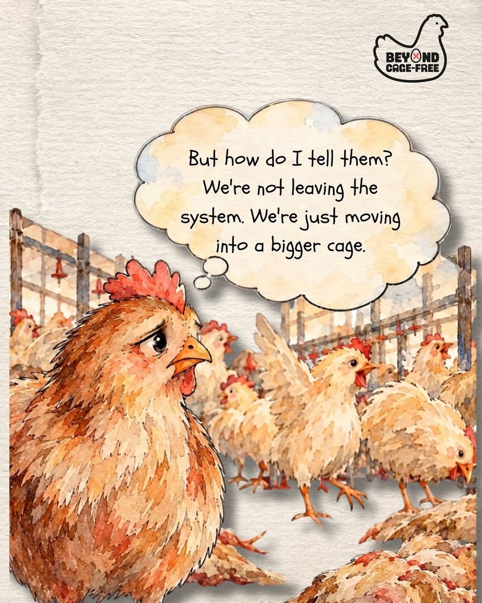 beyondcagefree's tweet photo. As we build bigger barns, expand supply chains and continue breeding billions of hens, are we changing the cage… or changing the future?

Sign the letter at https://t.co/9yw2xcj4fi to help push animal advocacy towards a future where animals are no longer bred for confinement. https://t.co/pH70u3BkqC