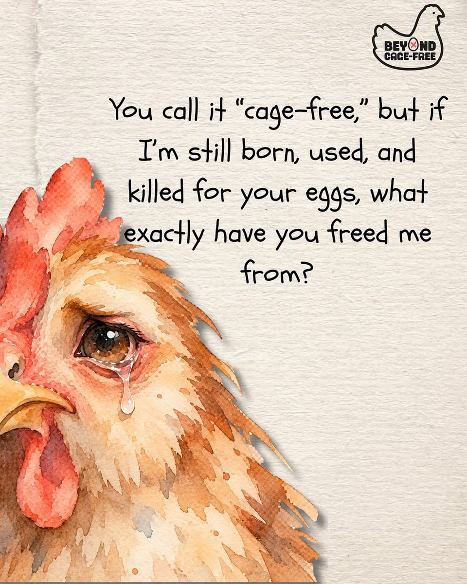 beyondcagefree's tweet photo. As we build bigger barns, expand supply chains and continue breeding billions of hens, are we changing the cage… or changing the future?

Sign the letter at https://t.co/9yw2xcj4fi to help push animal advocacy towards a future where animals are no longer bred for confinement. https://t.co/pH70u3BkqC