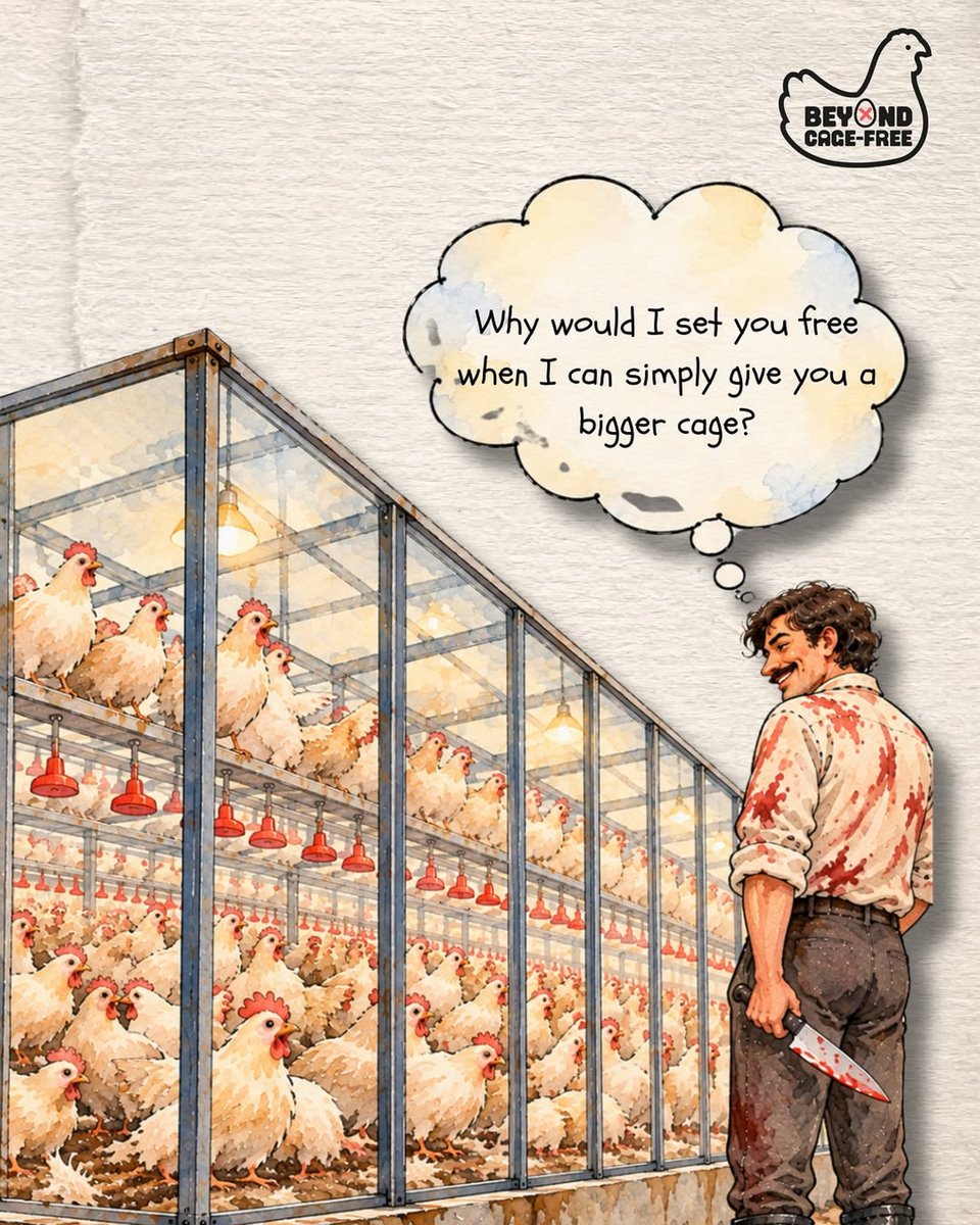 beyondcagefree's tweet photo. As we build bigger barns, expand supply chains and continue breeding billions of hens, are we changing the cage… or changing the future?

Sign the letter at https://t.co/9yw2xcj4fi to help push animal advocacy towards a future where animals are no longer bred for confinement. https://t.co/pH70u3BkqC
