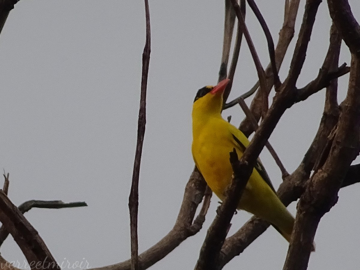 verreetmiroir's tweet photo. Trilling to see 12 Black-naped Orioles and 2 Black Drongos sharing the branches of Teak tree after sunset in Kaohsiung. I witnessed this moment alongside a 96-year-old birdwatcher in an electric wheelchair  🥹—even though I could barely understand what he was saying. 💛🖤💛🖤 https://t.co/avZp2NRgoX