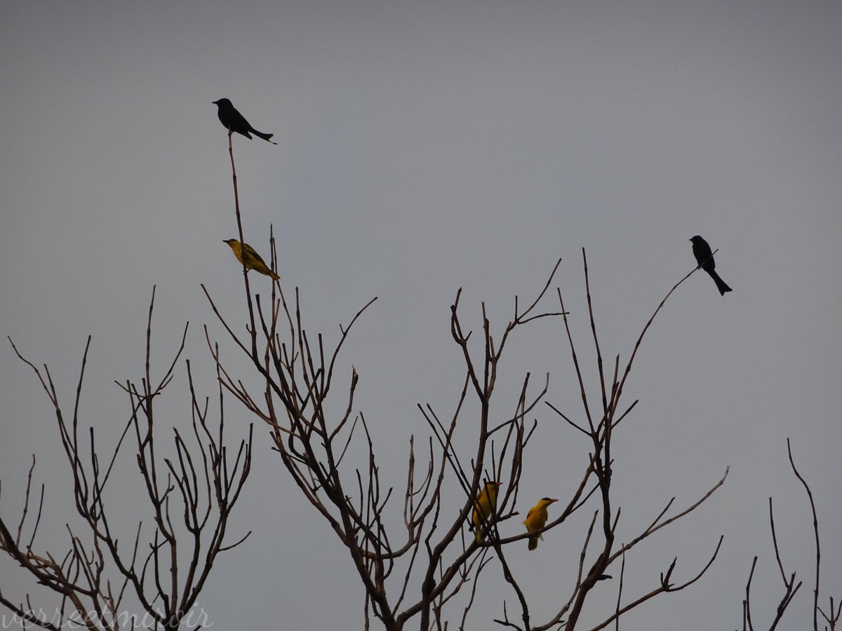verreetmiroir's tweet photo. Trilling to see 12 Black-naped Orioles and 2 Black Drongos sharing the branches of Teak tree after sunset in Kaohsiung. I witnessed this moment alongside a 96-year-old birdwatcher in an electric wheelchair  🥹—even though I could barely understand what he was saying. 💛🖤💛🖤 https://t.co/avZp2NRgoX