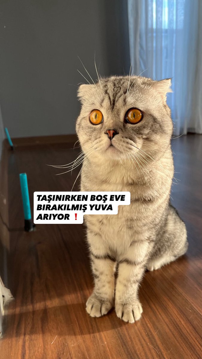 patiarkadas's tweet photo. Taşınırken boş eve terkedildi yuva arıyor 

Gölge oğlanı Suriyeli ailesi ülkesine dönerken boş eve bırakmış, komşular açık camdan içeri poğaça atarak 2 gün boyunca onu beslemişti. Korumaya alıp yuva bulmuştum ama olumsuz oldu, bir süredir klinikte böbrek tedavisi görüyordu.Bursa 

İnstagram @burcuudnn