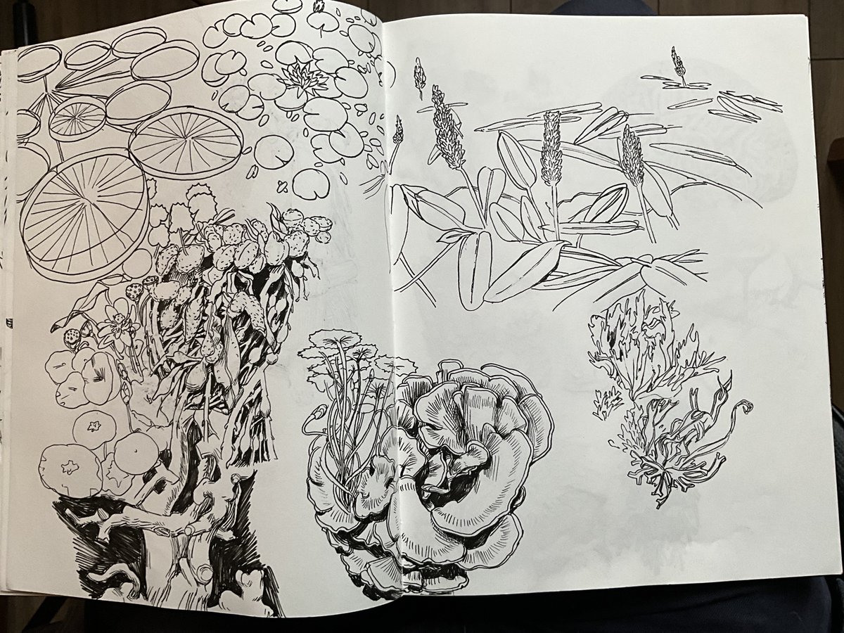 Xavierdespinay's tweet photo. Water plants 1
Studies, fineliner in sketchbook https://t.co/ngT7dlx6uE